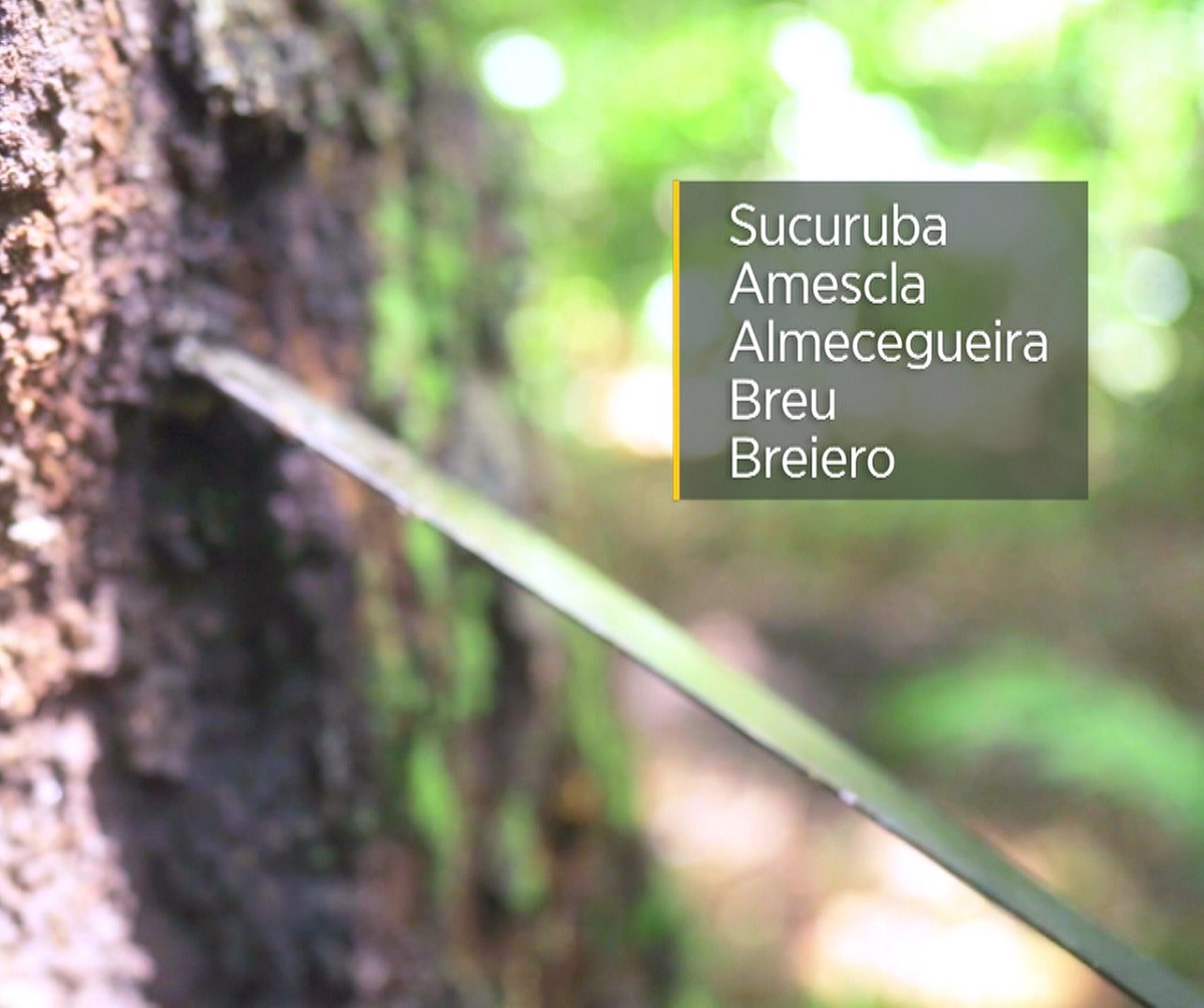 Breu é a mais nova descoberta amazônica