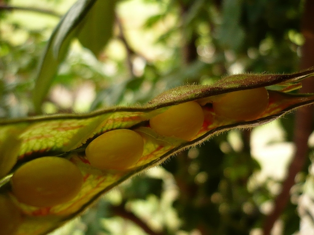 O feijão-andu pode ser consumido ainda verde (Foto: Reprodução/Ahlan Dias)