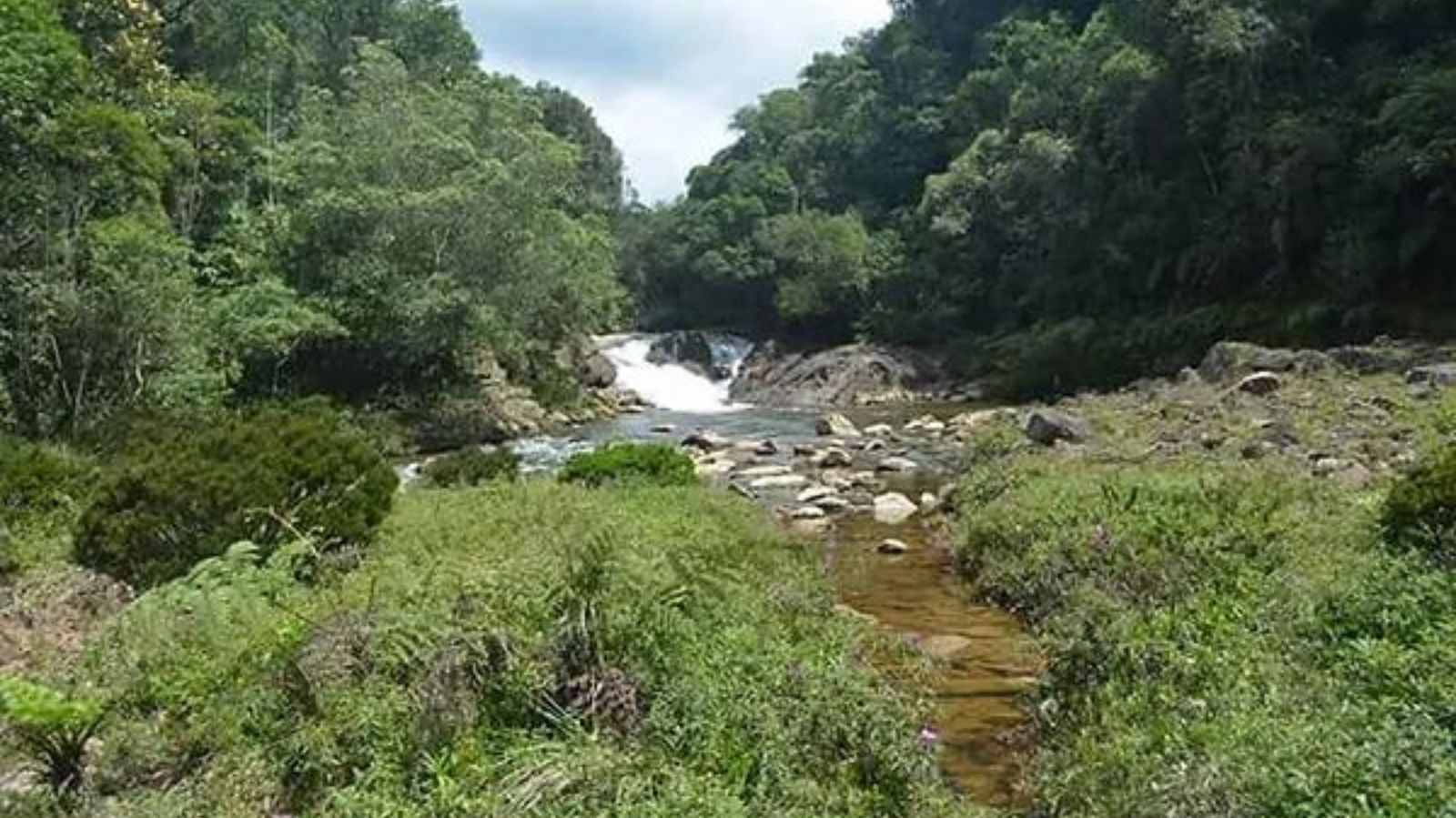 Reprodução/SelvaSP