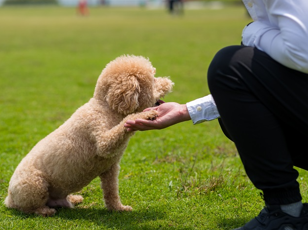 Como criar vínculo com o cachorro adotado? Manu Karsten responde