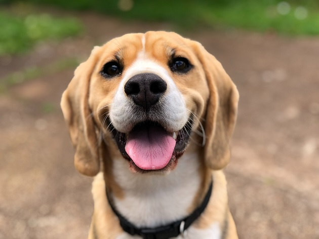 Seu cachorro só faz xixi e cocô na rua? Saiba como adestrar em casa