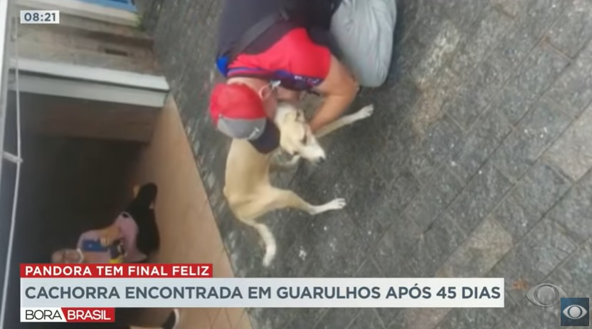 Veja imagens do reencontro da cachorrinha Pandora com o dono após 45 dias