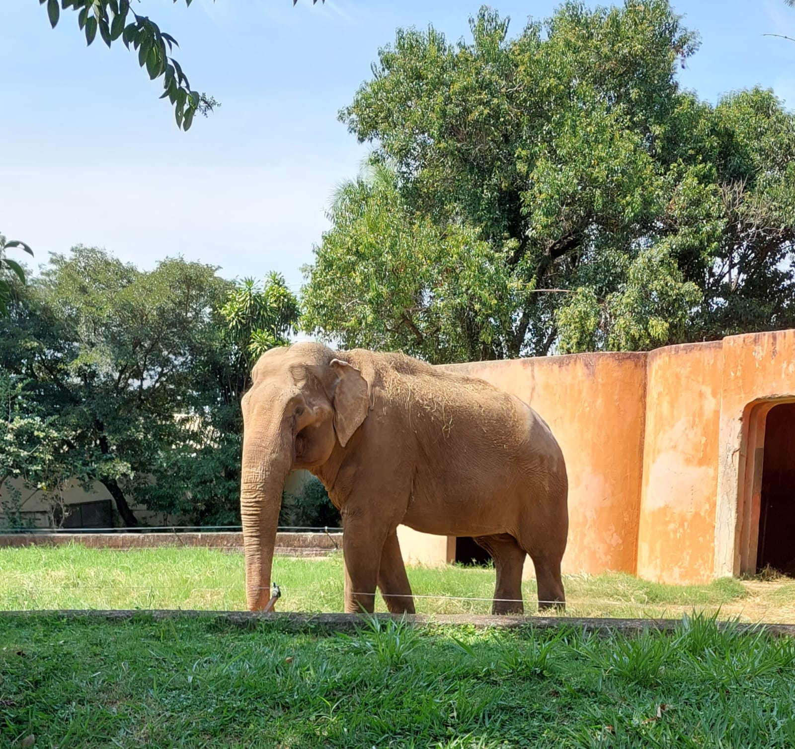 Justiça nega transferência do elefante Sandro para santuário