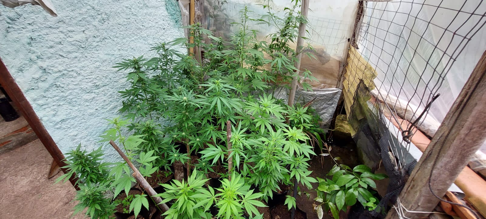 PM encontra plantação de maconha em Santo Antônio do Pinhal