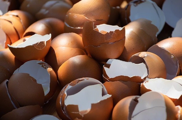 Casca de ovo tem utilidade incrível na cozinha! Descubra aqui Envato Elements