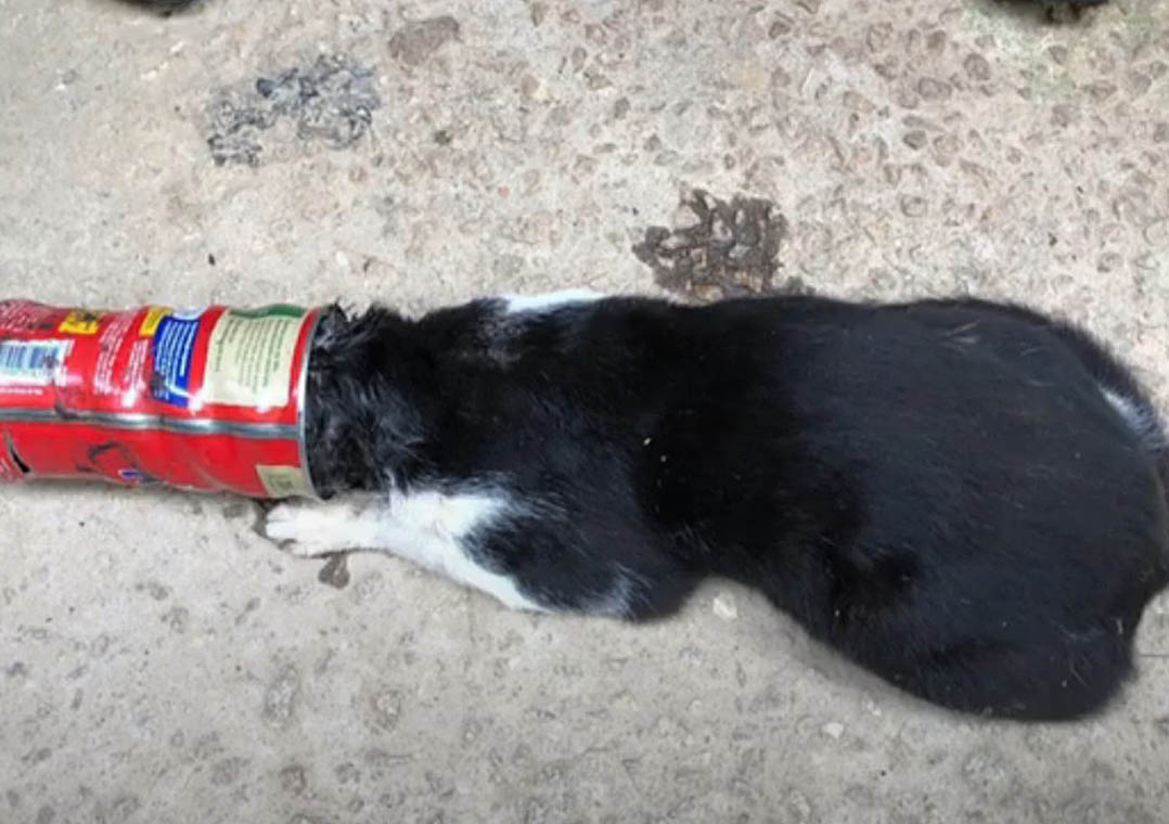 Gato fica com a cabeça presa em lata em MG