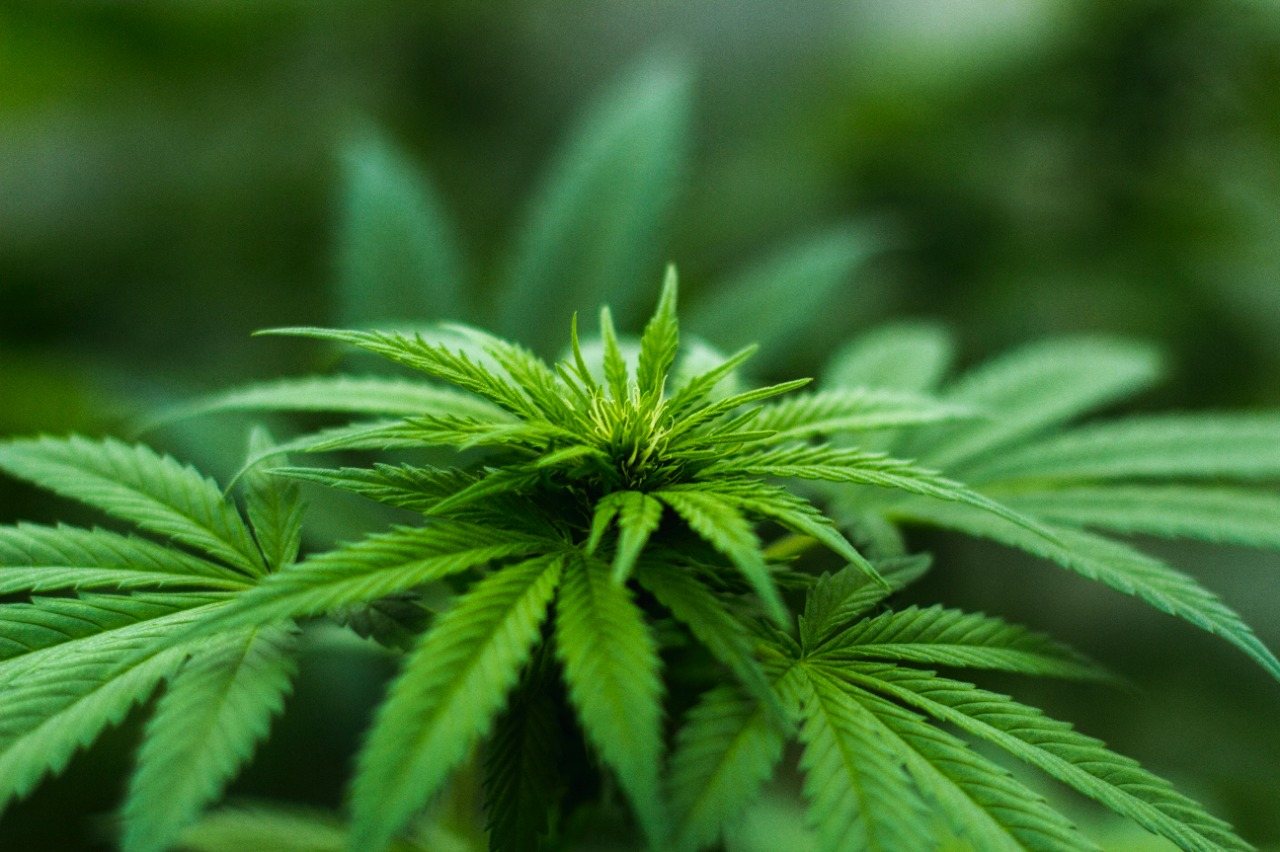 Produtos à base de cannabis se popularizam para uso medicinal