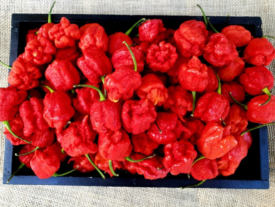 Carolina Reaper detém o título de pimenta mais ardente do mundo Reprodução/Facebook